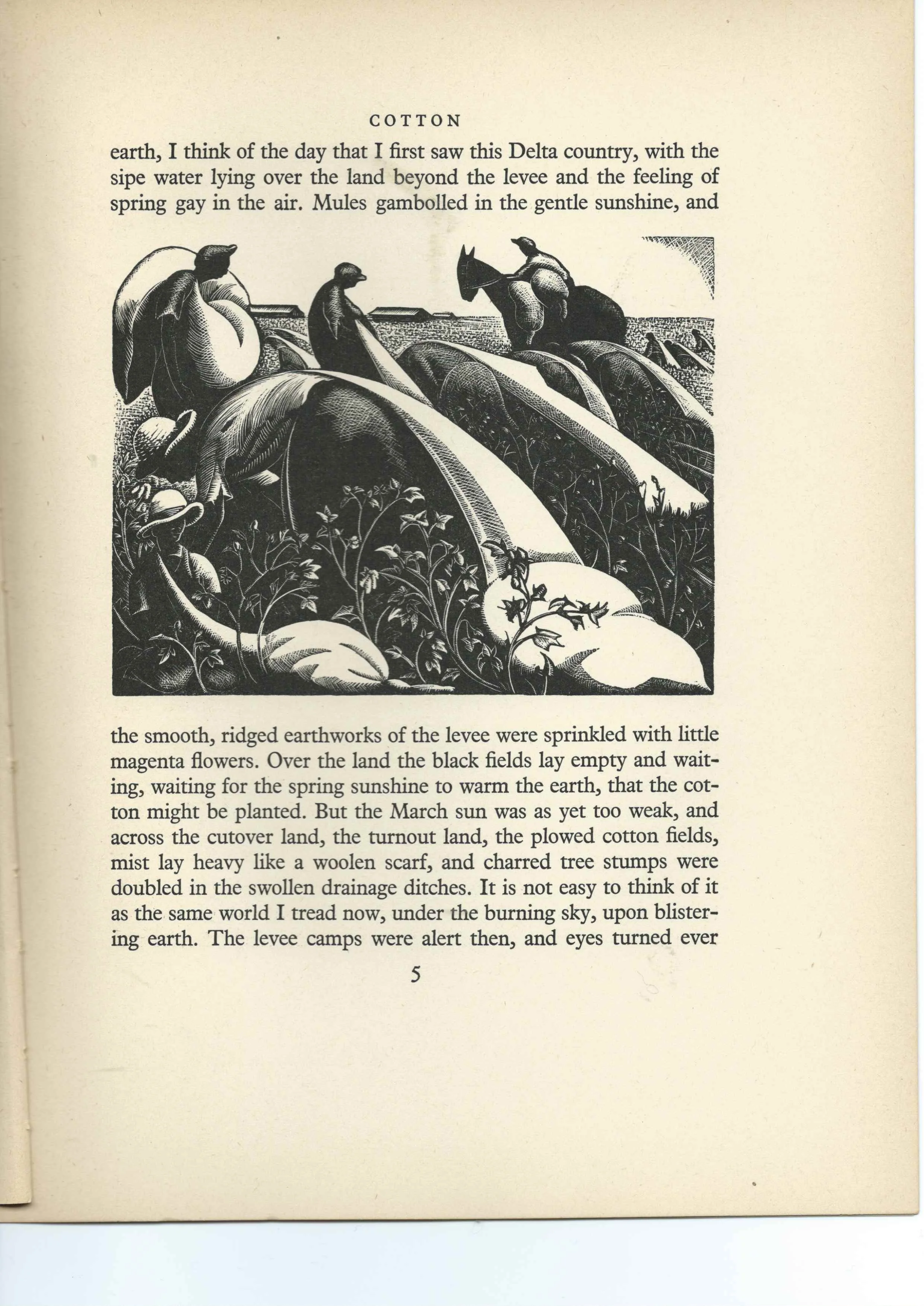 Southern Harvest -illustration