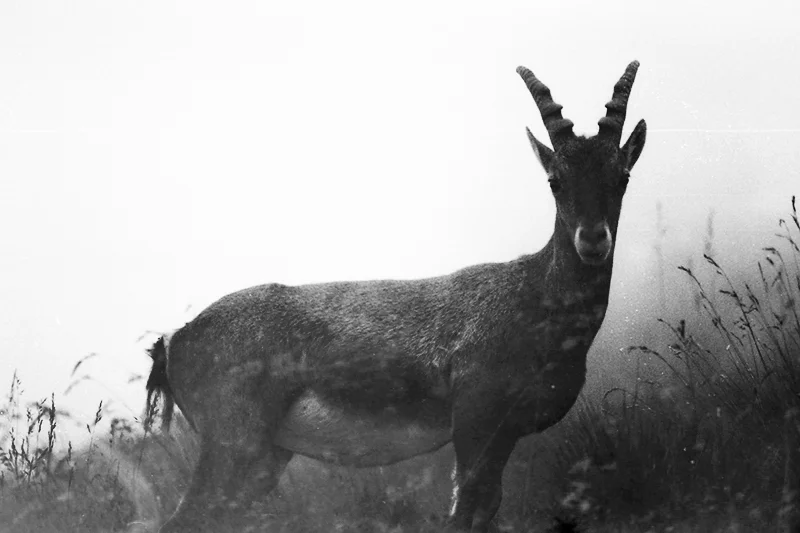 hello steinbock.jpg