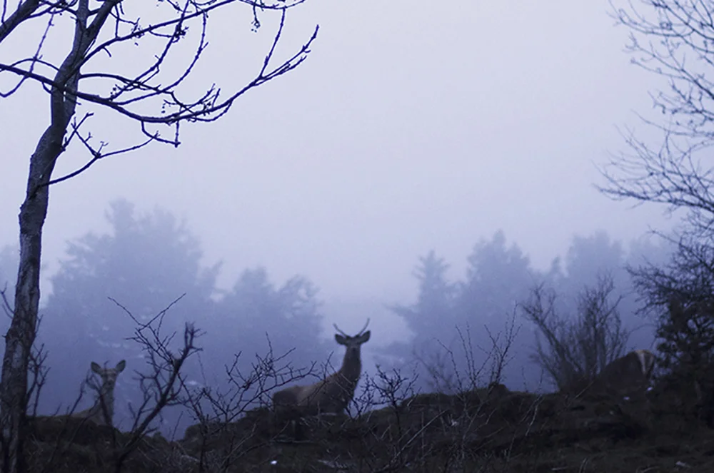 deervision_vivianalevrino.jpg