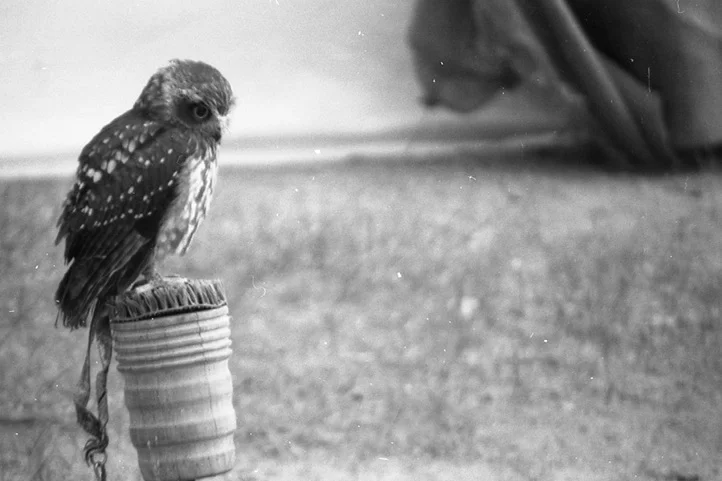 owl.jpg