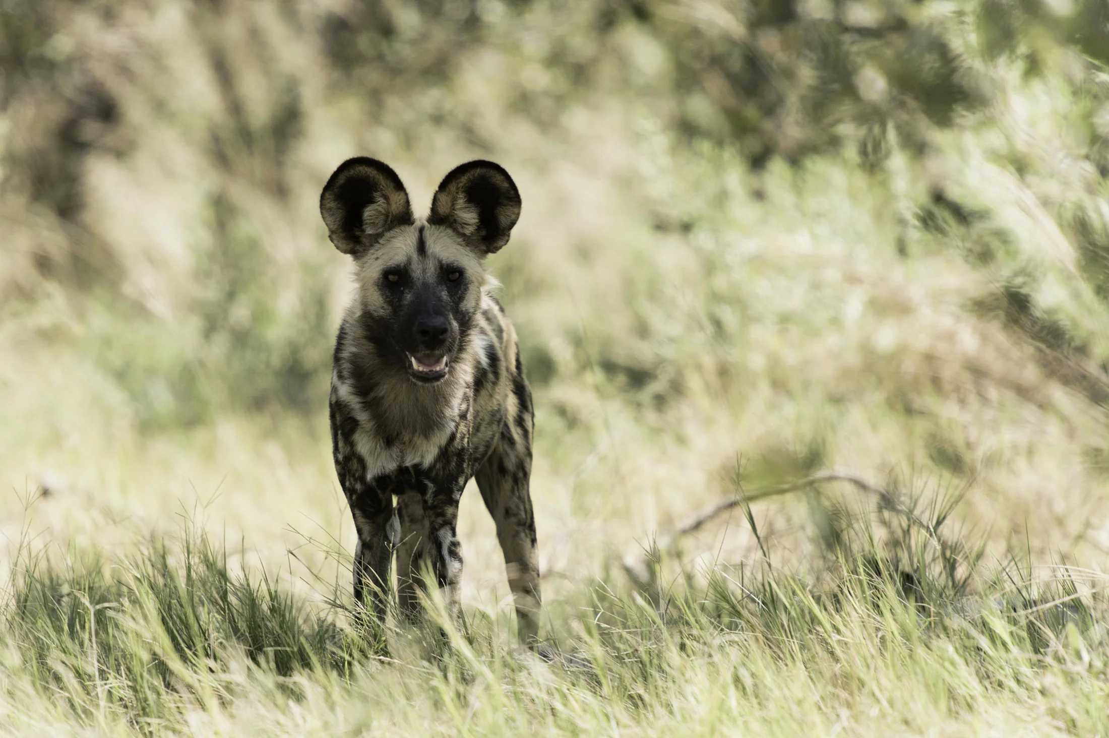 Okavango road trip 153-ps-2-25.jpg