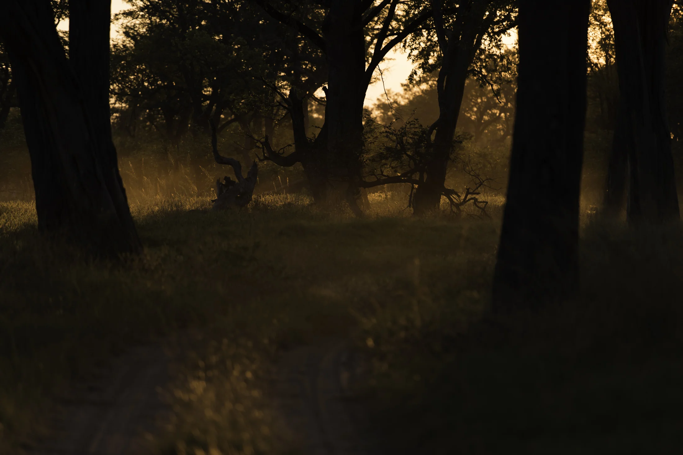Okavango road trip 128-22.jpg