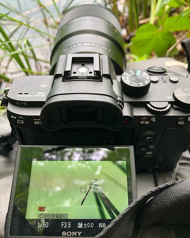 Dragonfly macro shot...
What else ? 
#plitvice #dragonfly #croatia #sony90mmmacro #sonyalpha7iii #patience #moretofilm