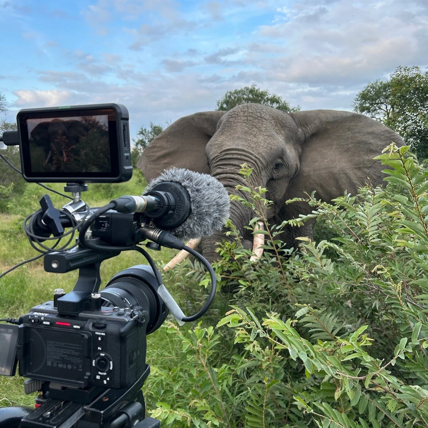 Too close for comfort ? Noooo... Elephants can eat a lot of Marula fruits which get fermented and contain alcohol. Can elephants get drunk with some overripe fruits ? The answer the 22th of july on @arte.tv / La D&eacute;fonce des Animaux - High as a