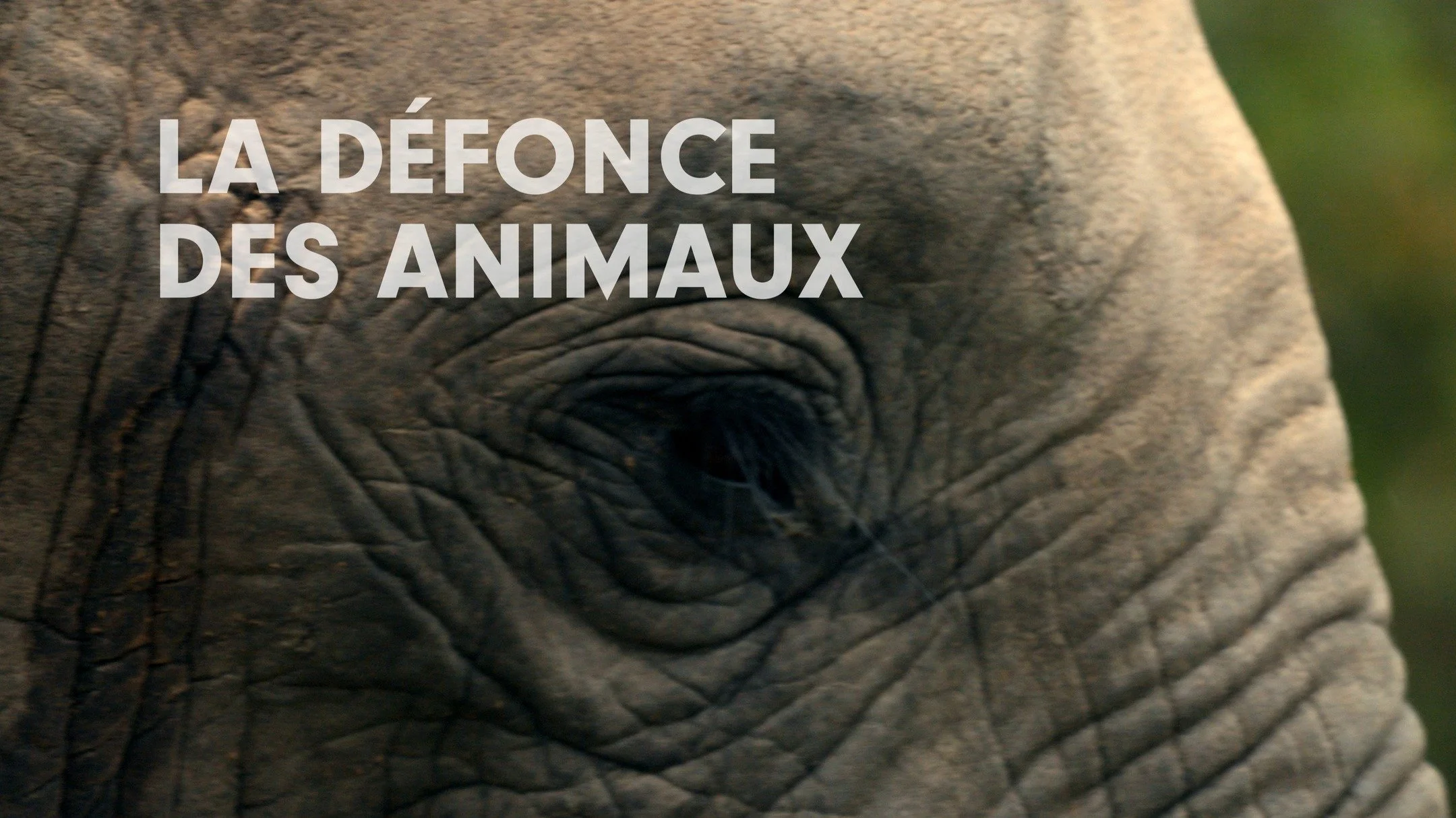Ce soir &agrave; 19h sur Arte : LA DEFONCE DES ANIMAUX / Screenshot Productions &amp; Arte G.E.I.E.
Des f&eacute;lins aux &eacute;l&eacute;phants en passant par les dauphins et les rennes, de nombreux animaux ont un penchant pour les drogues et l'alc