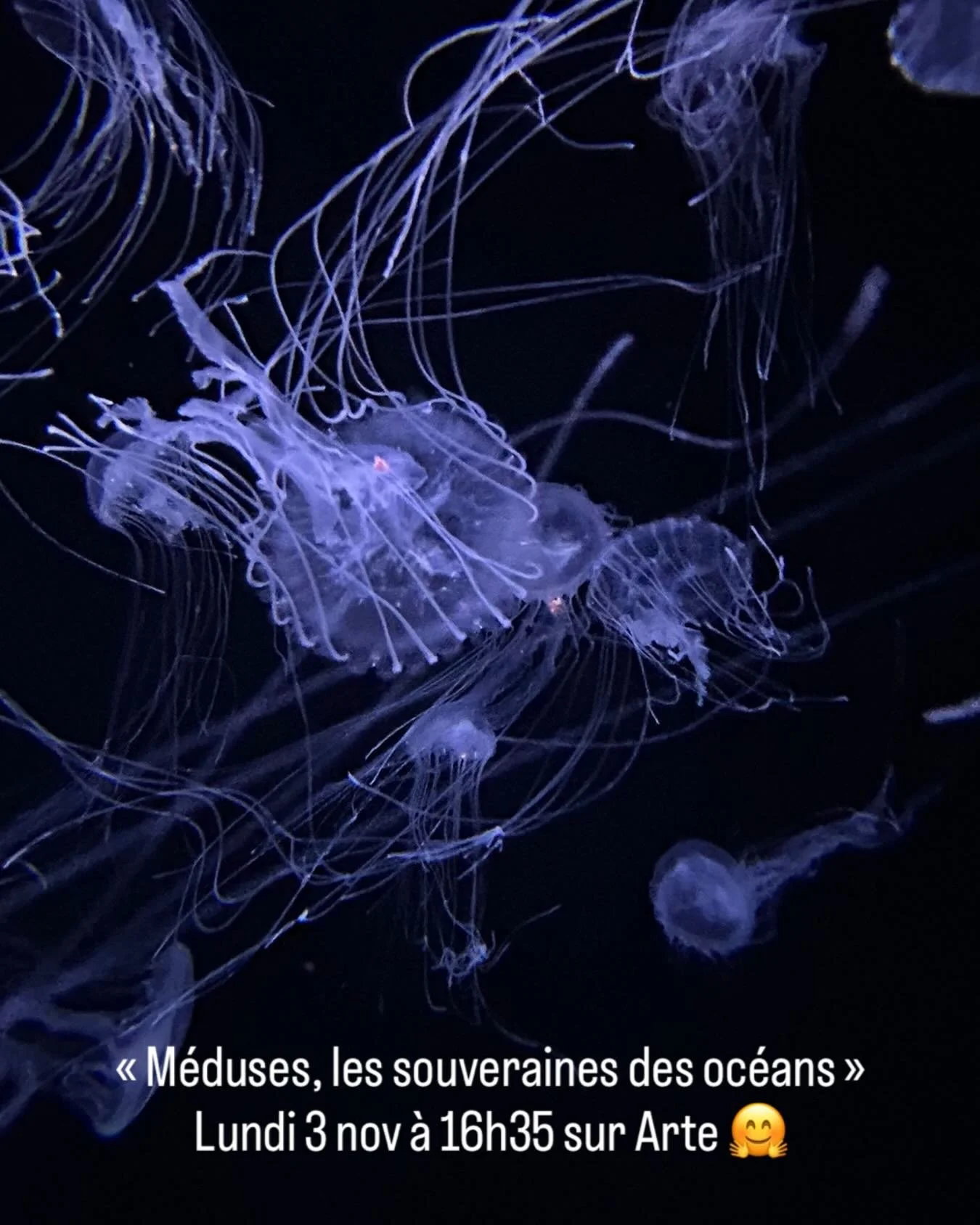 Comment des animaux sans cerveau ont surv&eacute;cu aux dinosaures ??? R&eacute;ponse cet apr&egrave;s midi sur Arte &agrave; 16h35: &laquo;&nbsp;M&eacute;duses, les souveraines des oc&eacute;ans&nbsp;&raquo;