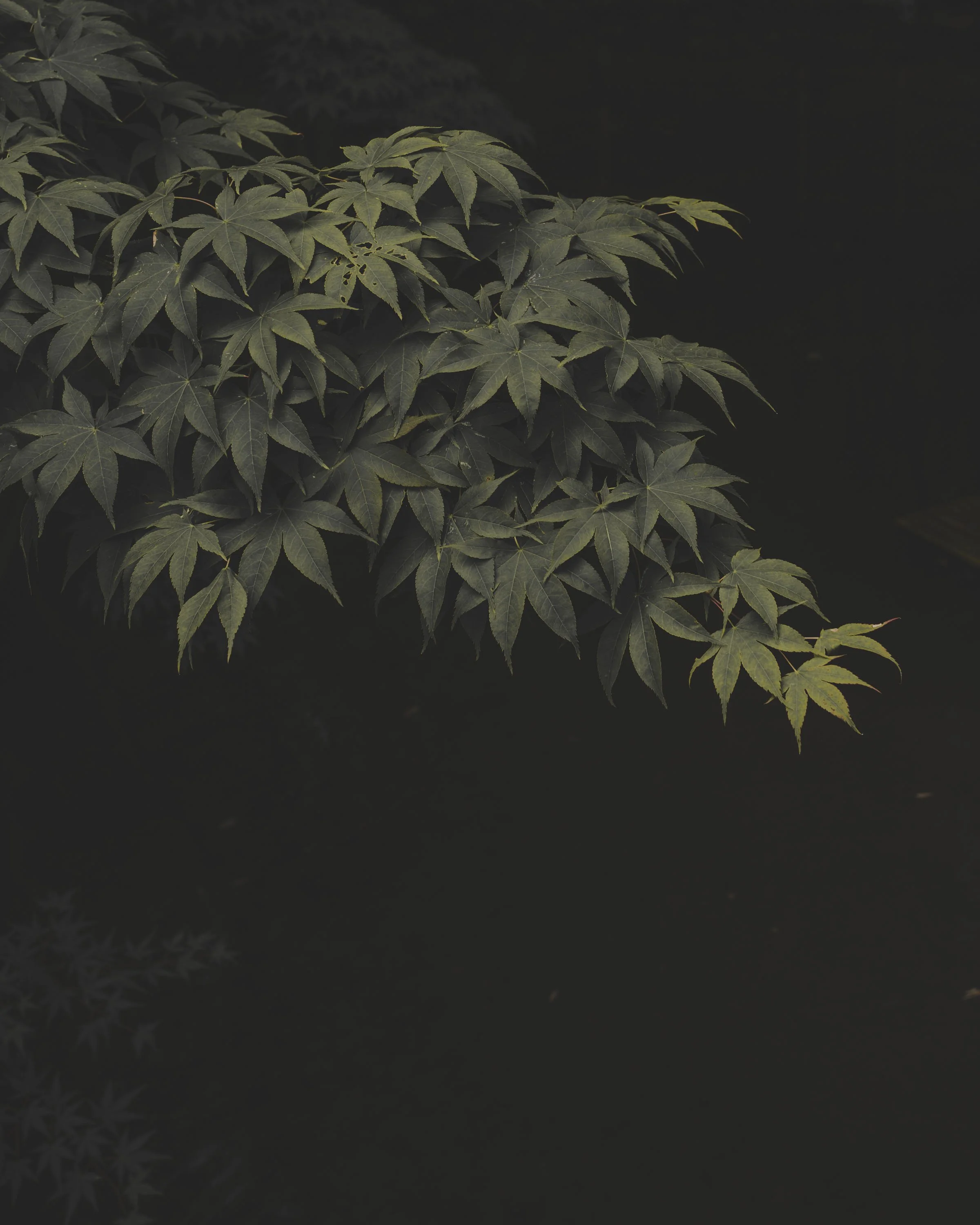 19KYOTO©Guillaume Grasset.jpg