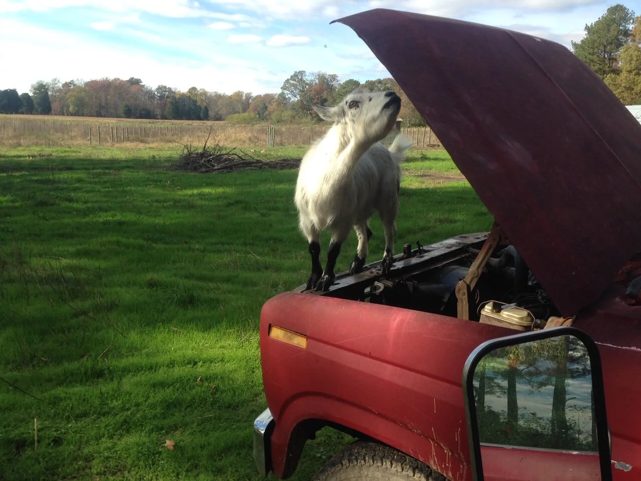 June 7 Lagomskap: Goatscaping the Forest for Natural Beauty 
