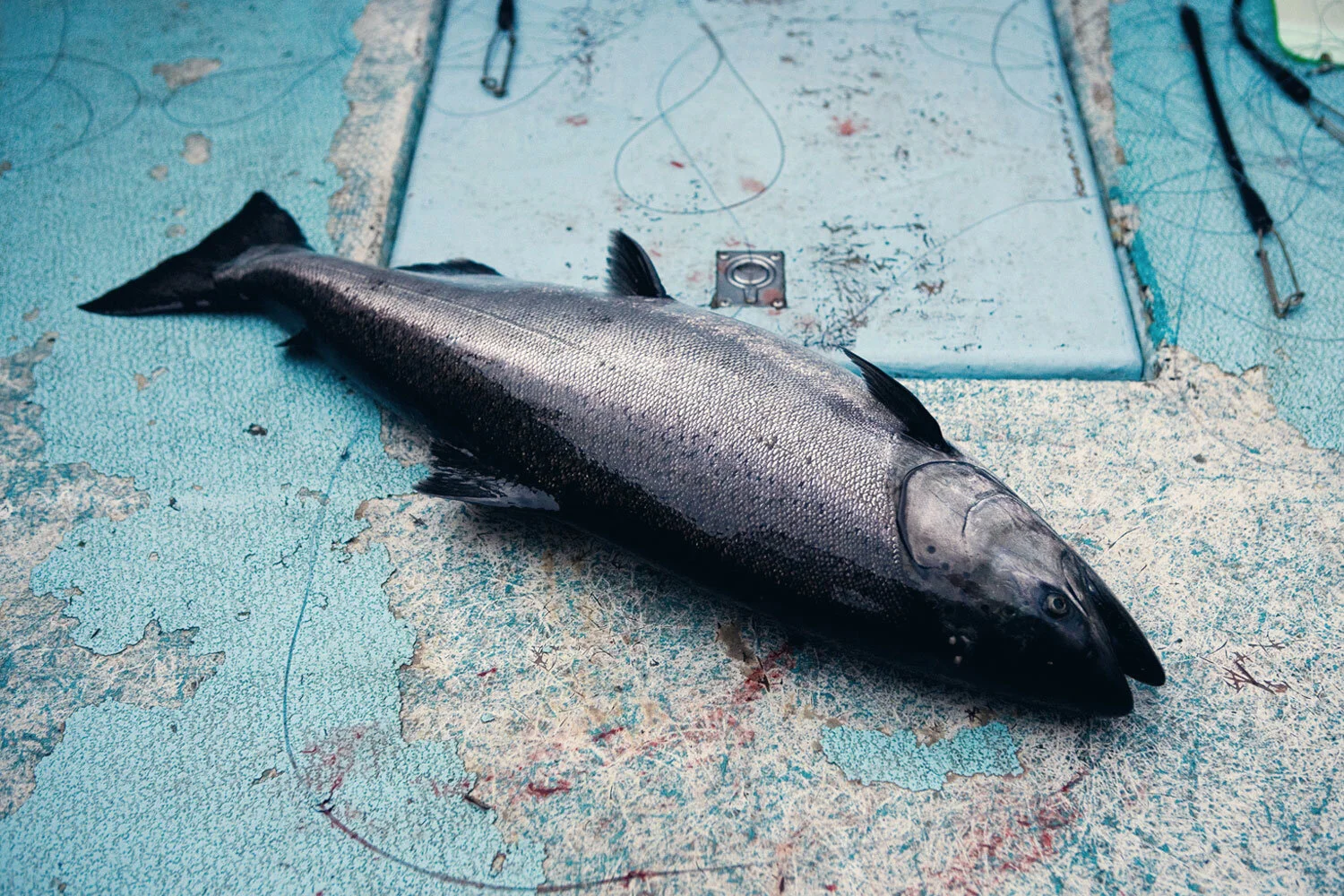fc_fishing_03.jpg