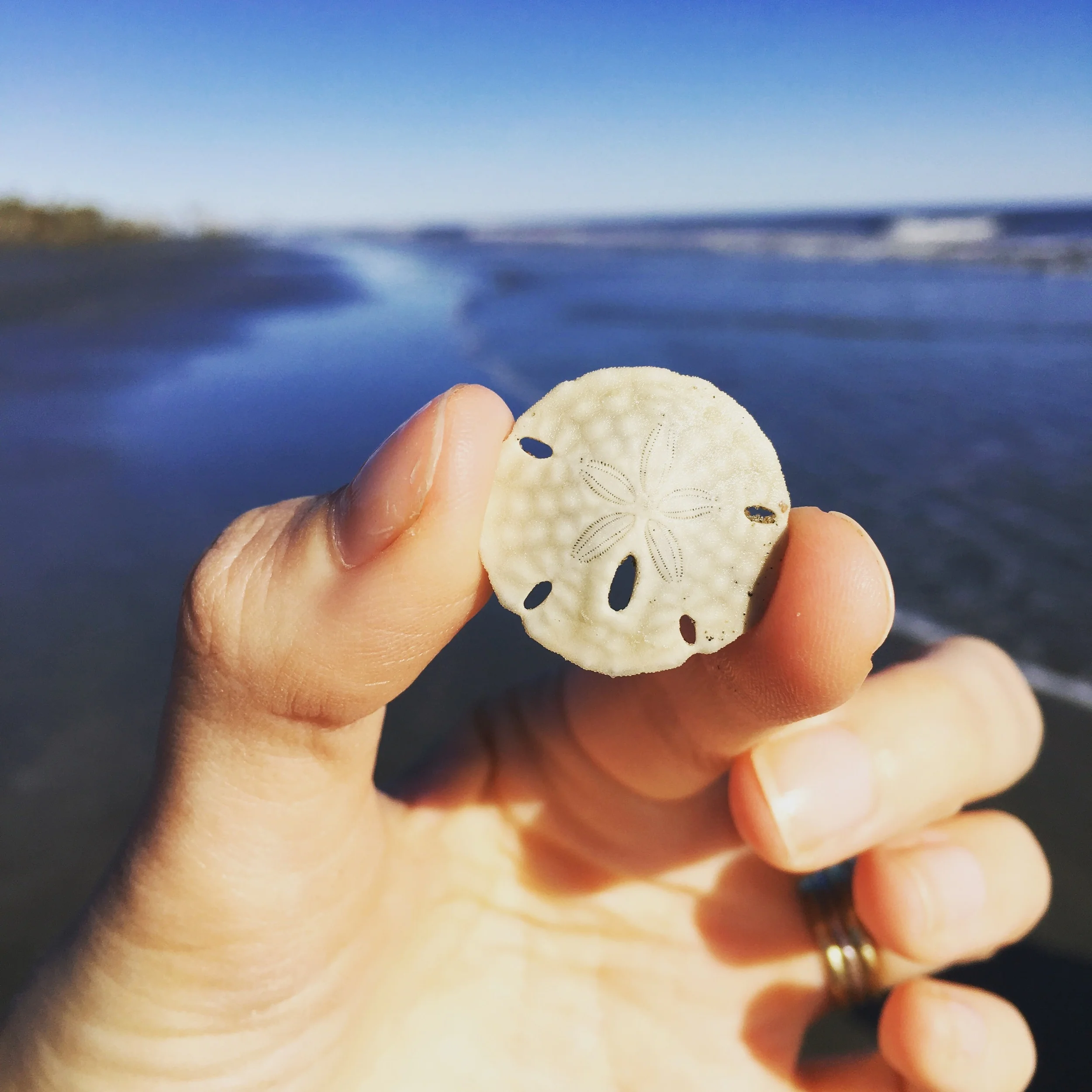 The cutest little sand dollar you ever did see