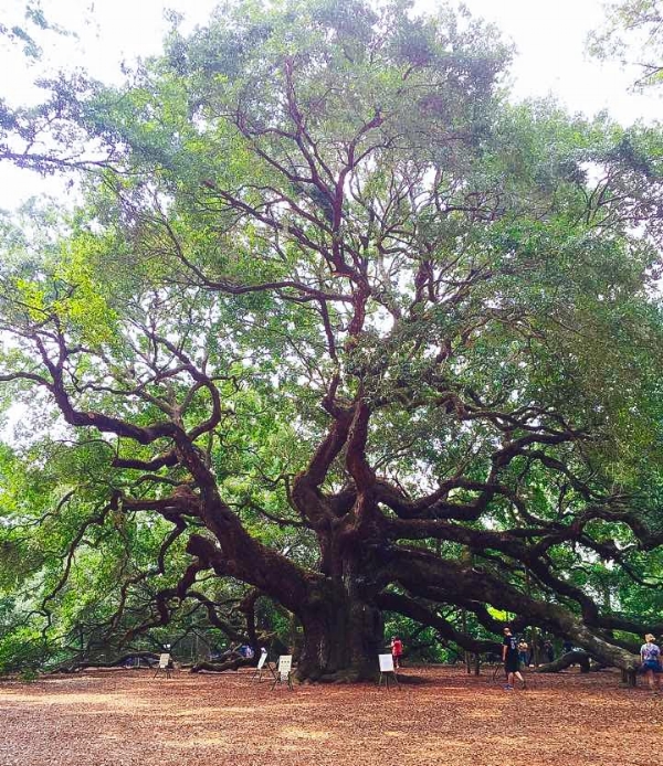 Angel Oak tree