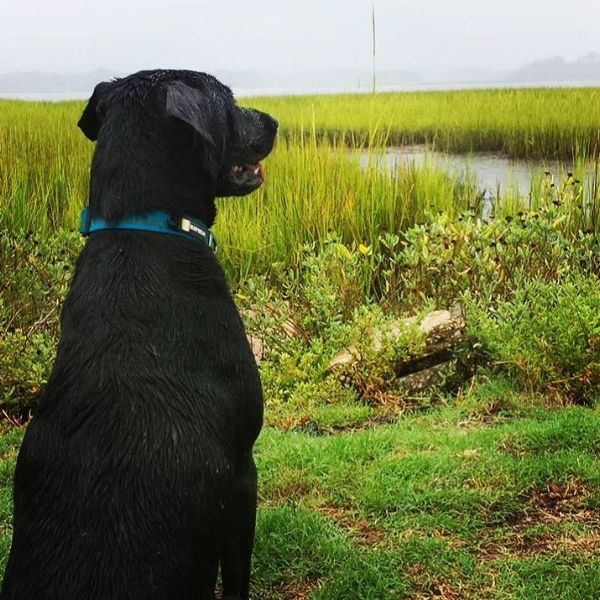 Kiki enjoying the marsh