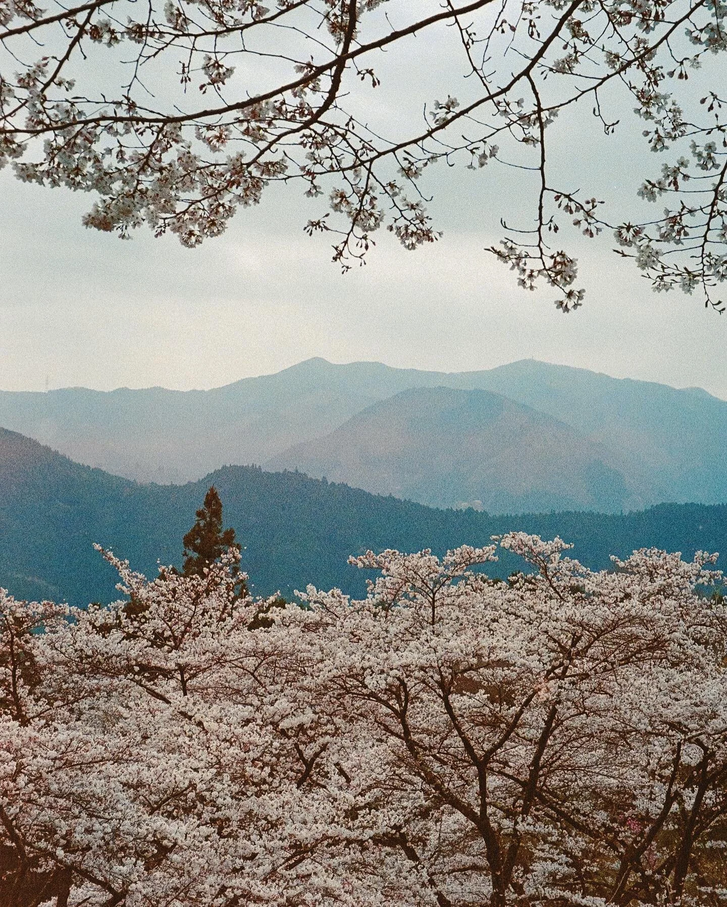 Lomo 800
Olympus OM-1
.
.
.
#goldmoony #lomography #somewheremagazine #heylomography #35mmfilm #photocinematica #olympusom1  #lomography800 #myfeatureshoot #filmphotography #kageaki #35mmfilmphotography #grainisgood #negativelabpro #afilmcosmos #thea