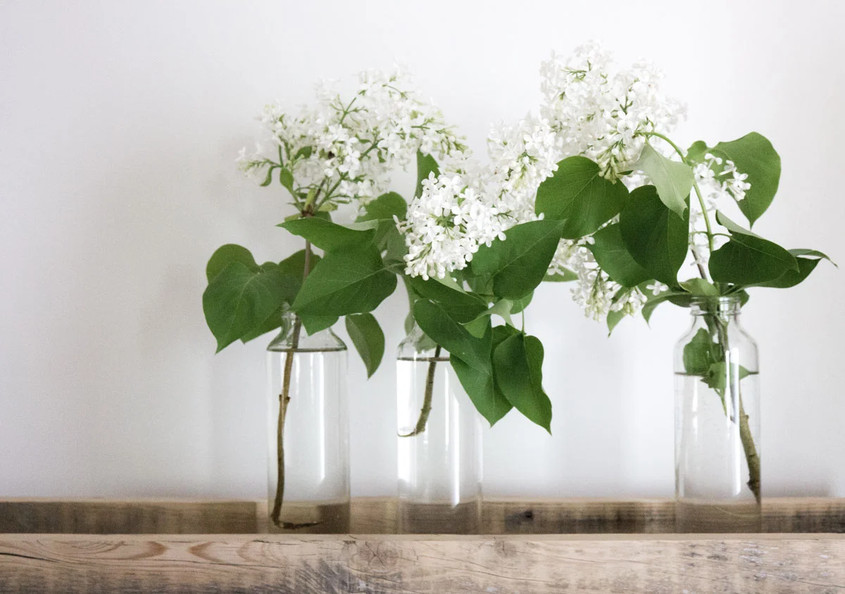 tray-of-white-lilacs.jpg