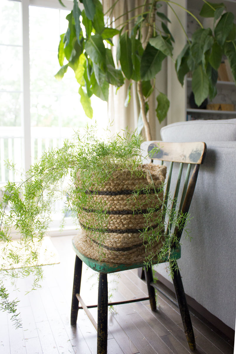 plant-in-basket.jpg