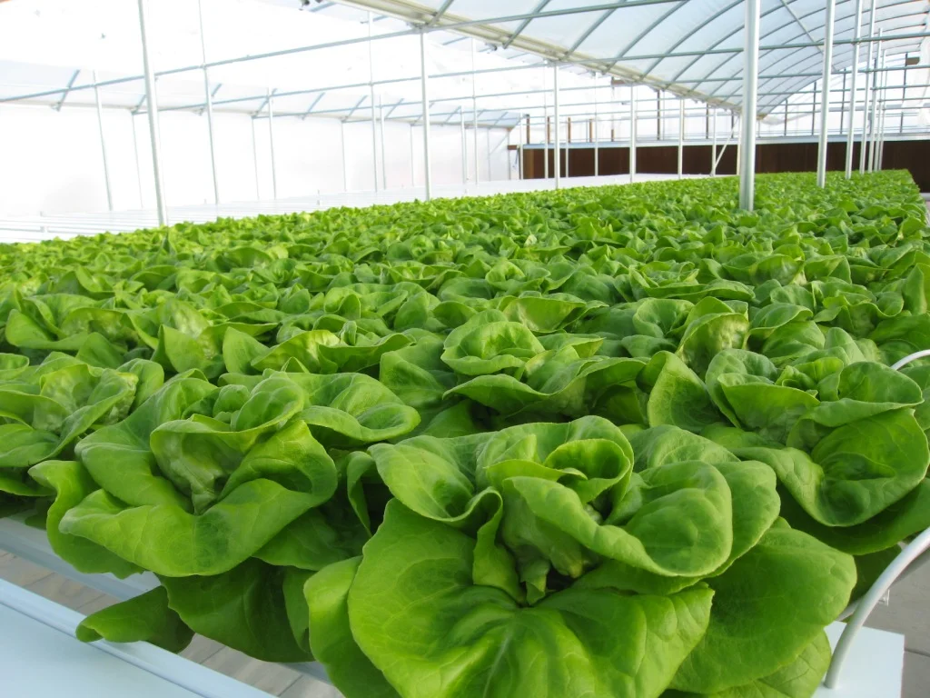 Hydroponics_2.jpg