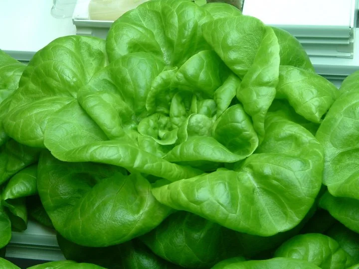 Bibb Lettuce-a.jpg