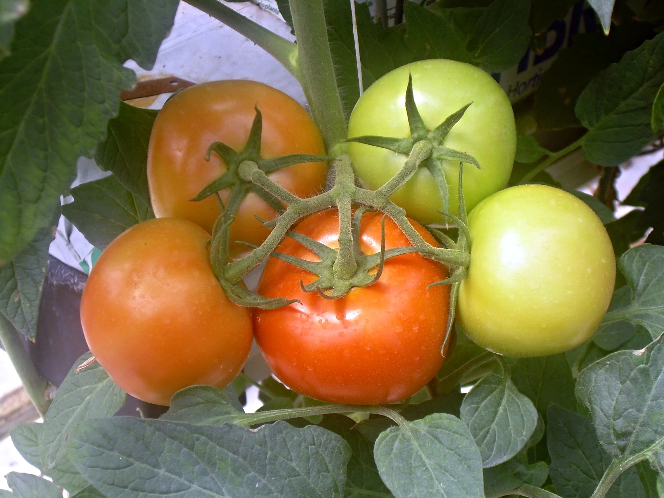 tomato1.jpg