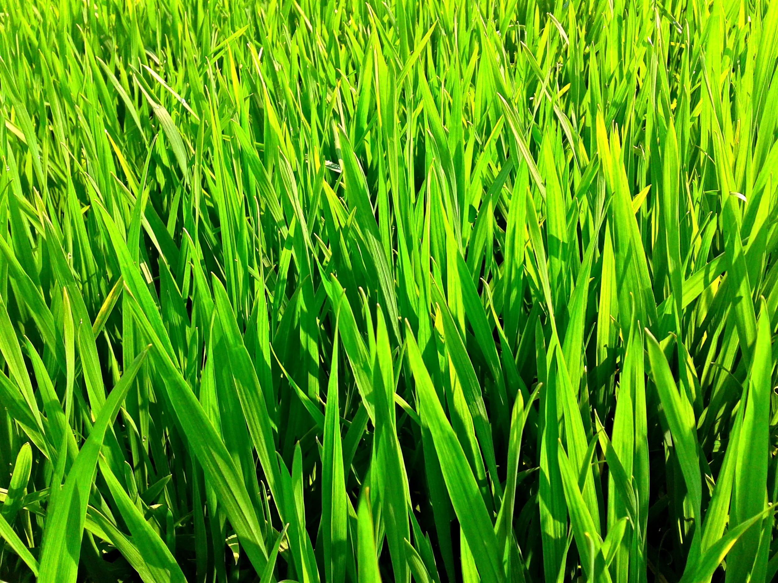 wheatgrass-images-3.jpg