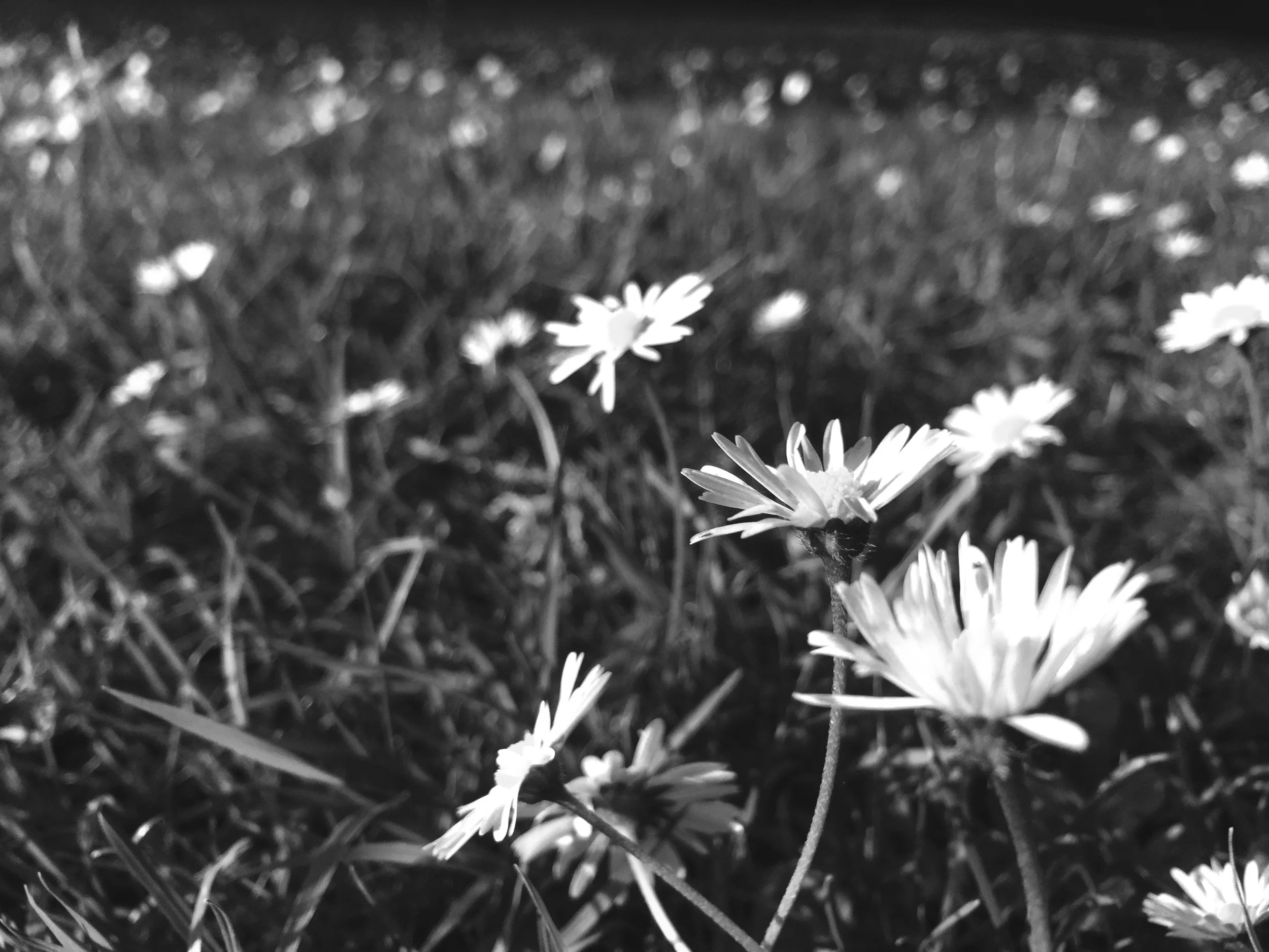 ParkFlowers