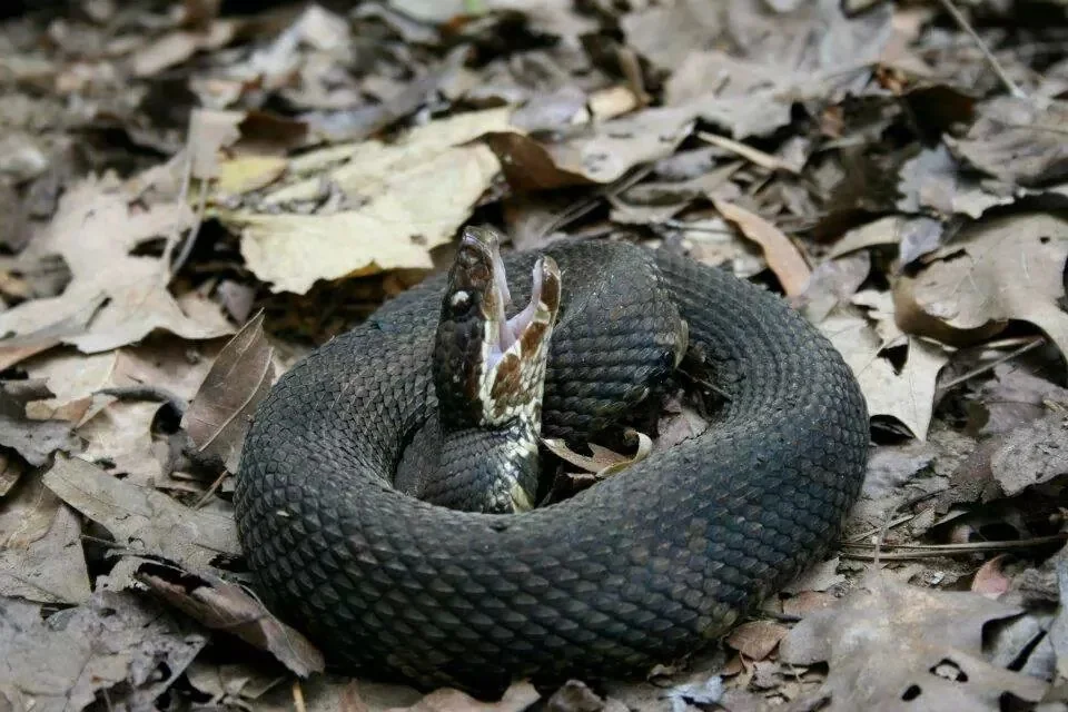 wild things & people Spring 2015 cottonmouth mythbusters — Arkansas Wild