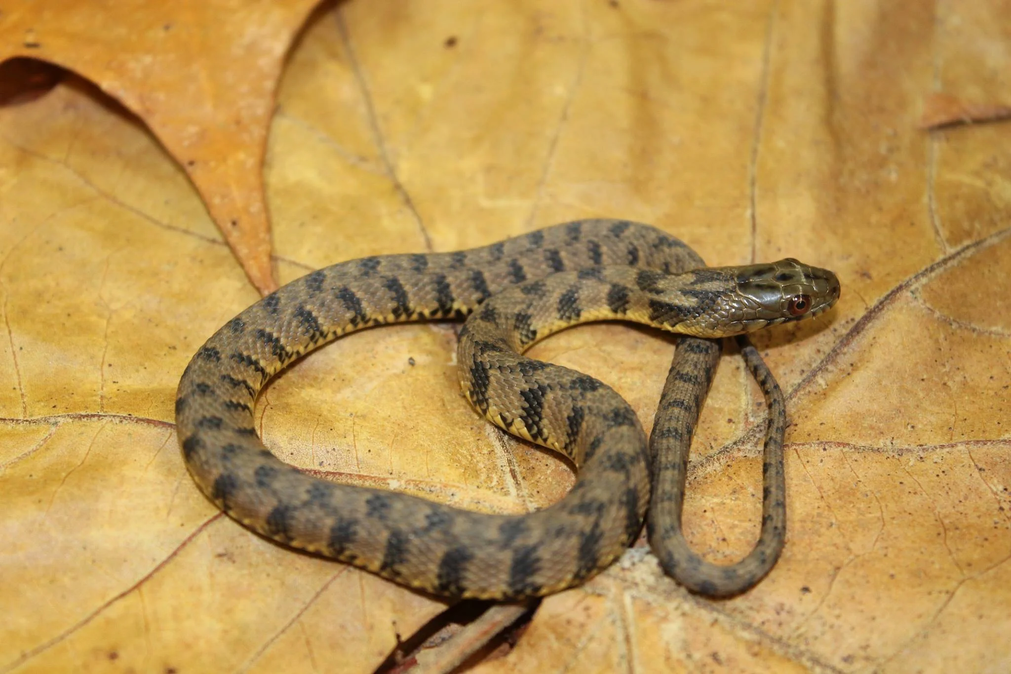 Juvenile diamondback water snake.