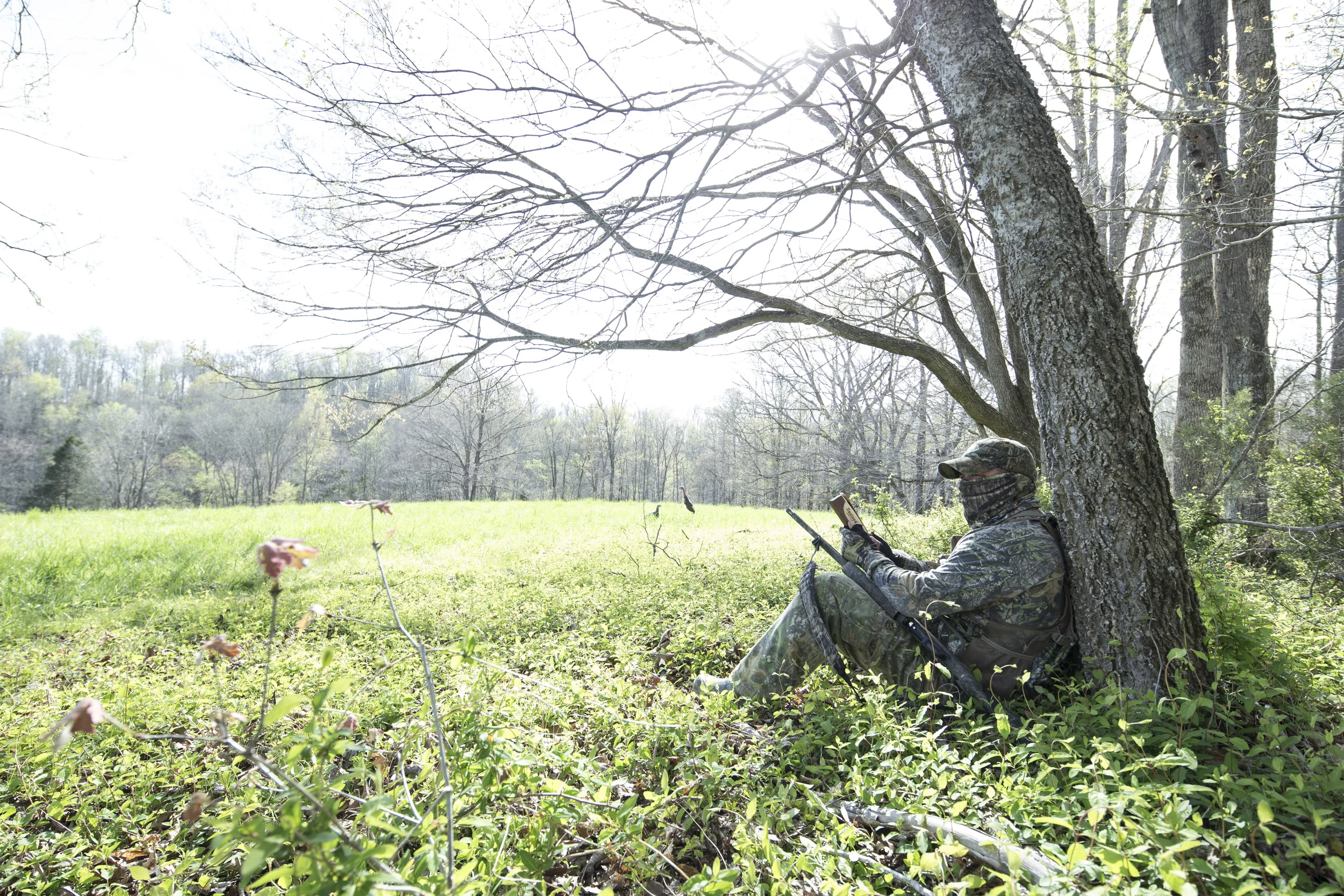 If you start out early enough, it’s possible to set up about 40 yards of roosted turkeys.
