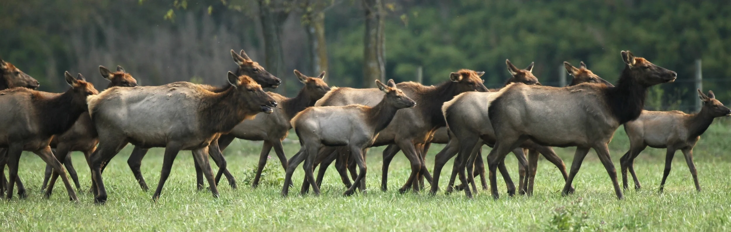 Photos courtesy of Arkansas Game and Fish Commission