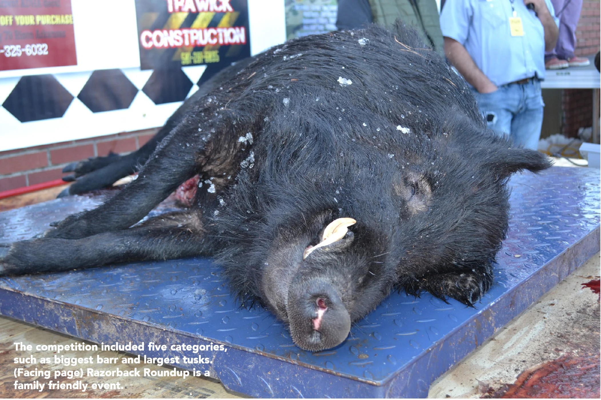 The competition included five categories, such as biggest barr and largest tusks.