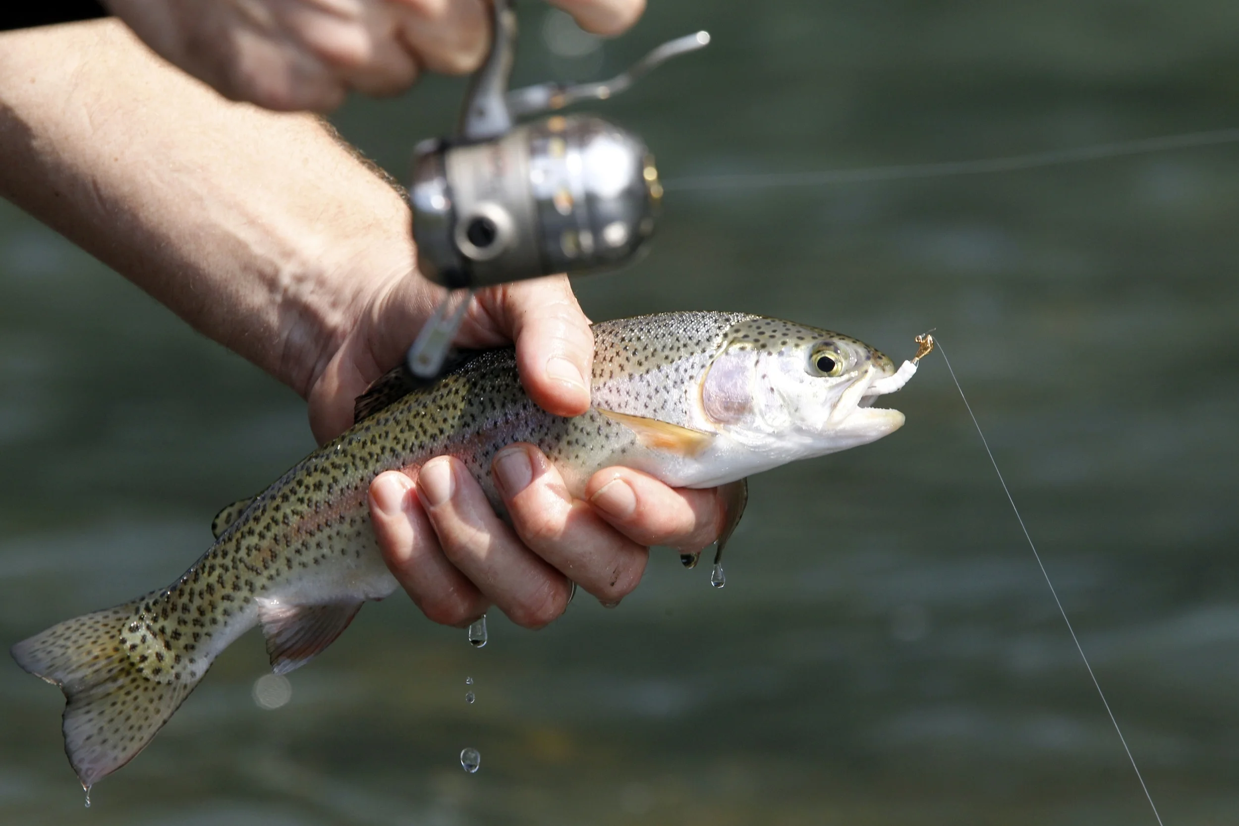 Rainbow trout are among the species in the Little Red River.