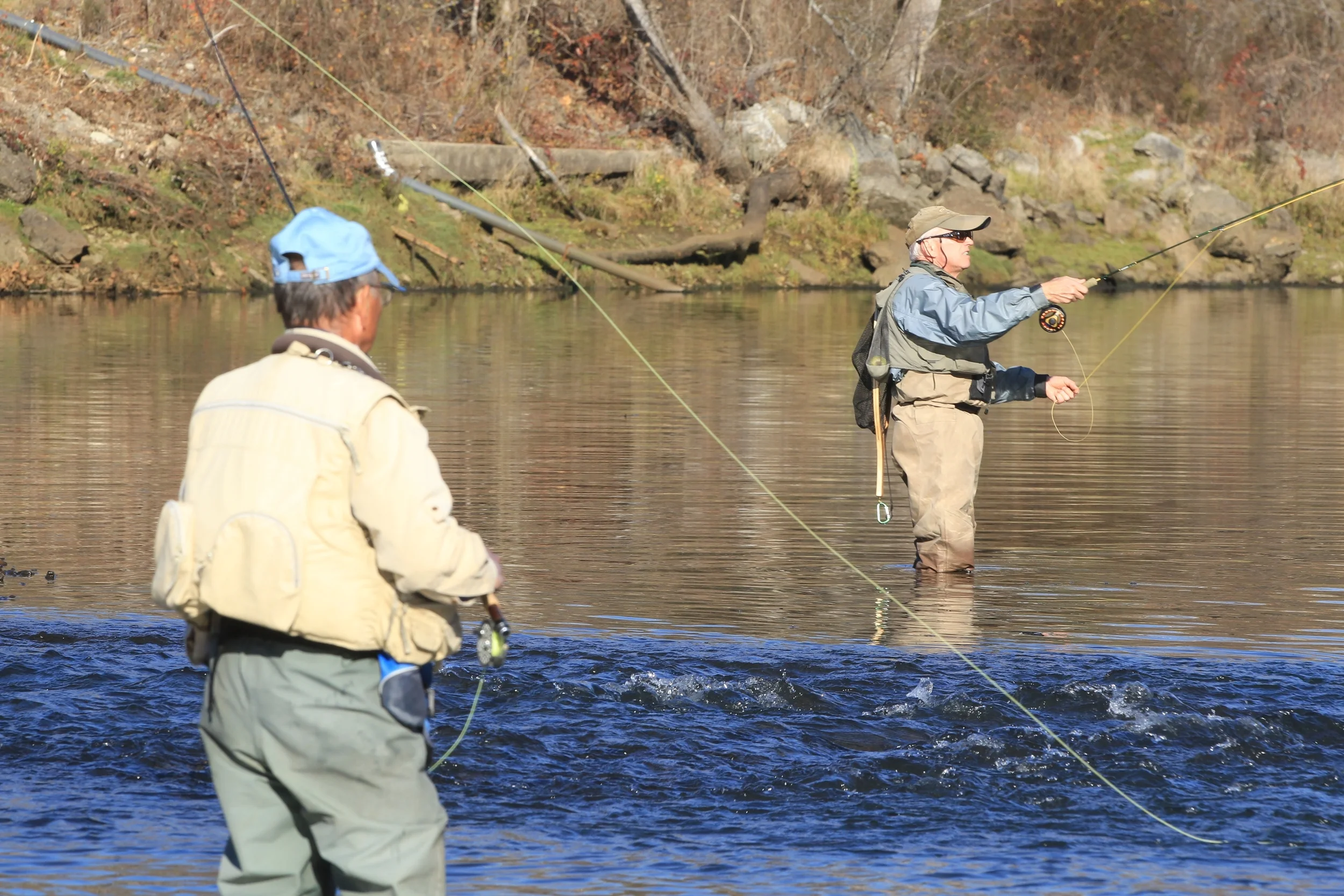 The Norfork River is a tailwater, with Norfork Lake as its source. There are four species of trout in the river, including an abundance of rainbows. 