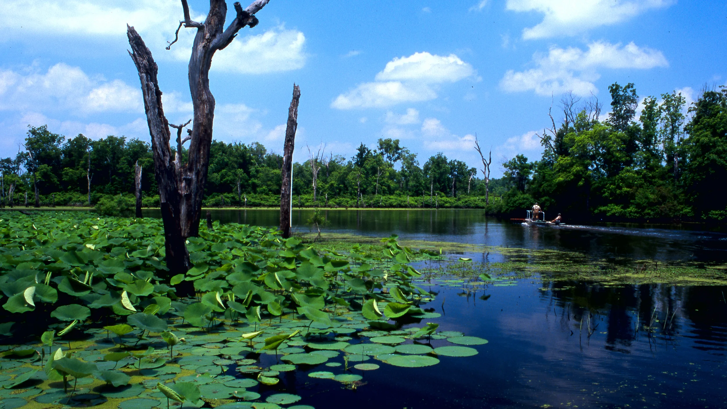 Felsenthal Wildlife Refuge is a perfect backdrop for bird watching and wildlife spotting.