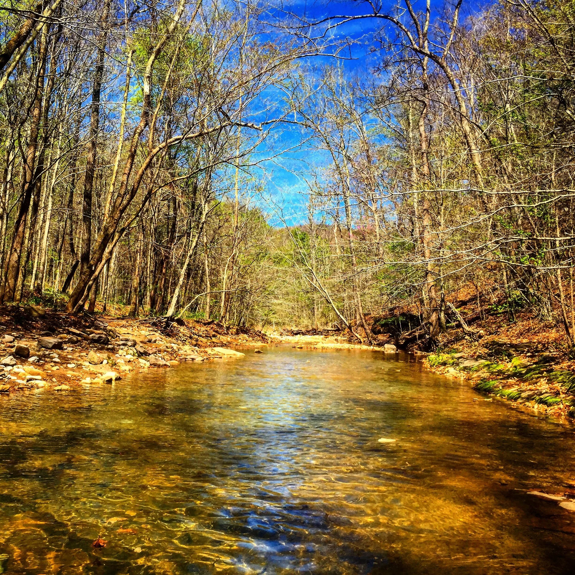 The Buffalo River’s gentle sounds keep travelers company.