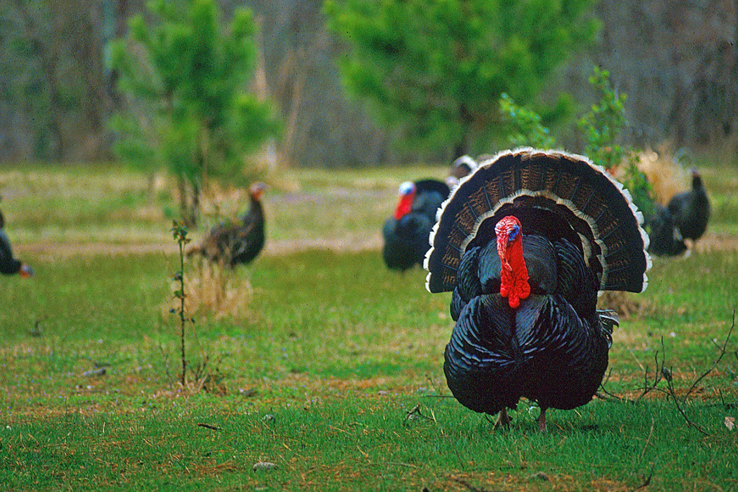 Arkansas gobblers are some of the craftiest prey around.