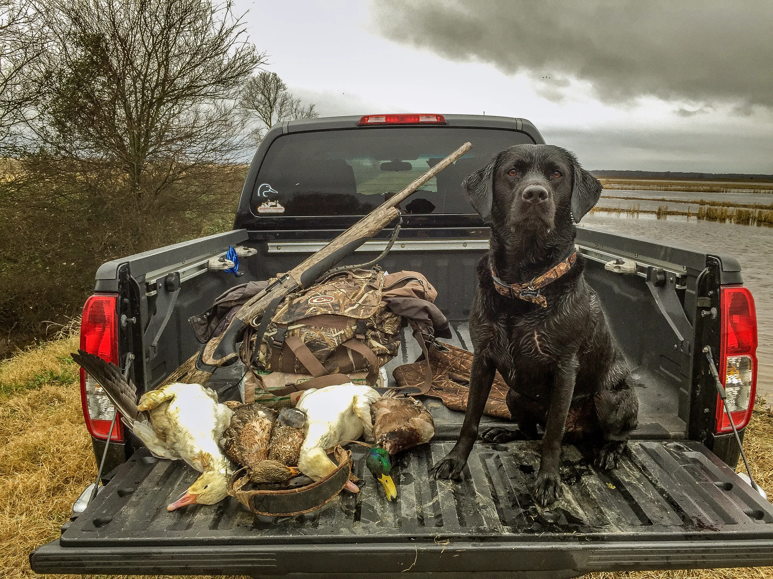 Black lab Jackson sits proud after a day’s work fetching ducks.