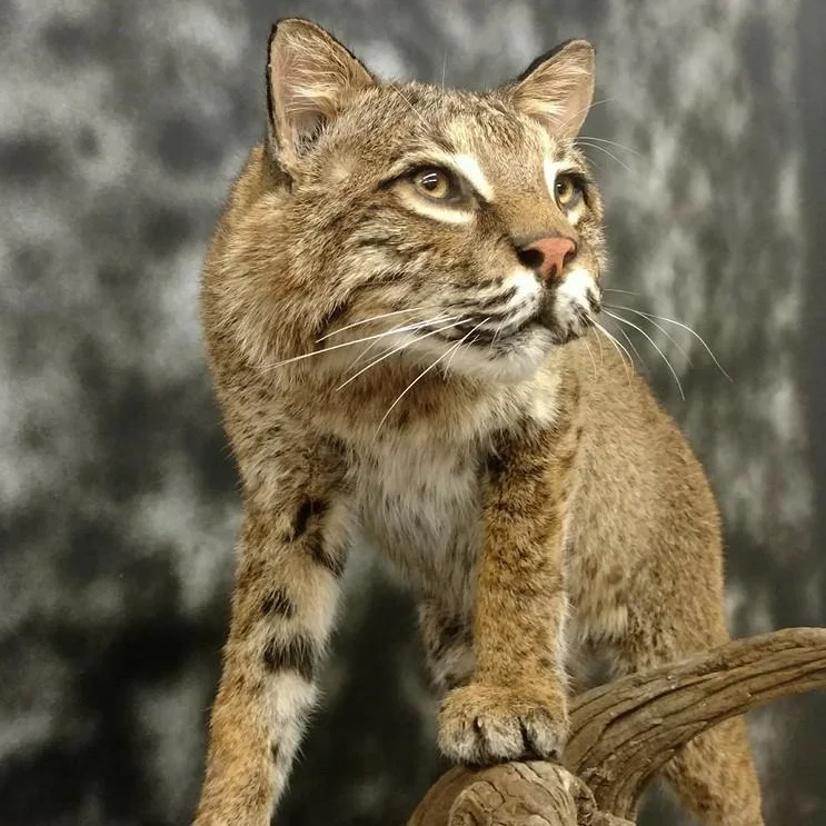 Advanced Taxidermy works on “anything with fur.”
