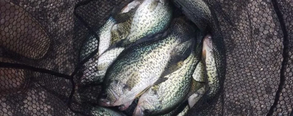 Mark Hedrick shows off a stellar fresh crappie catch from a December trip to Lake Maumelle.
