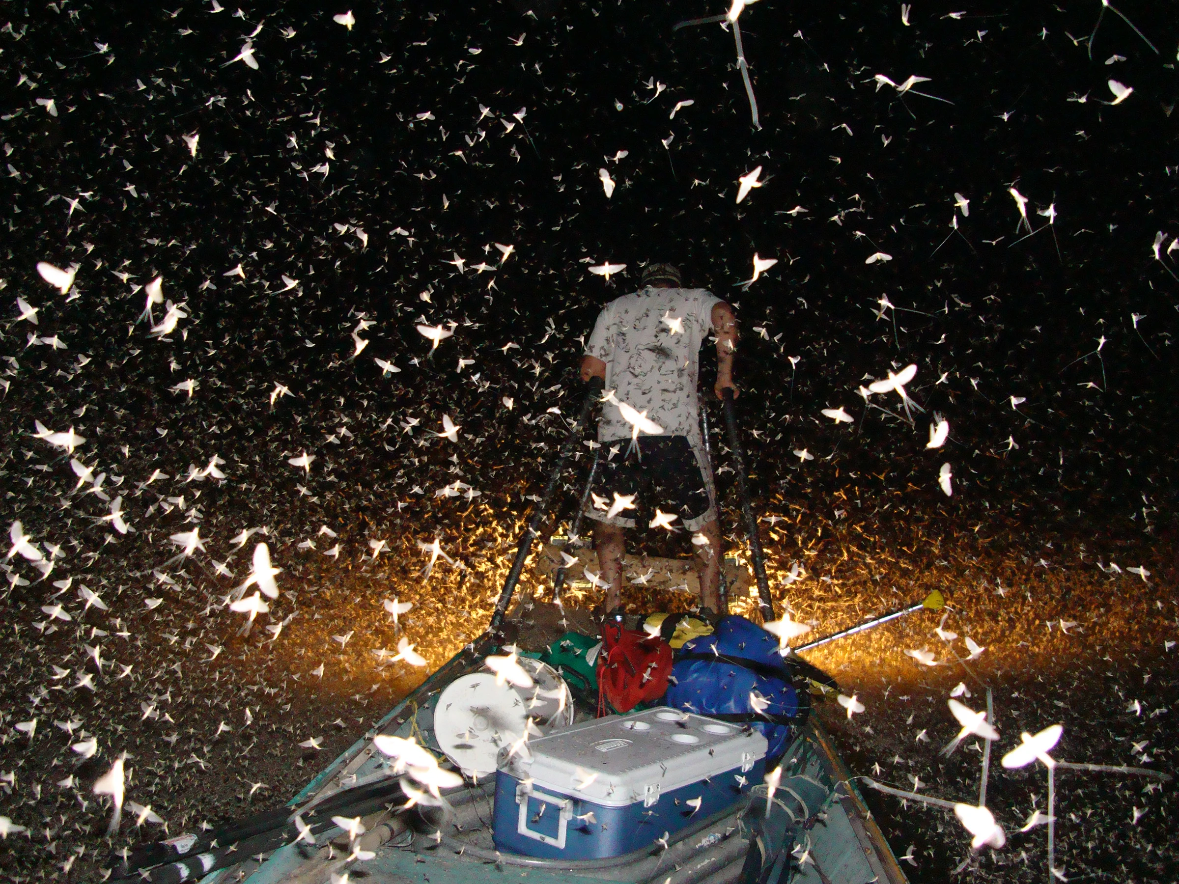 "I experienced being in the middle of a mayfly hatch...they were so thick we couldn't see water or shore." —Shawn Hodges