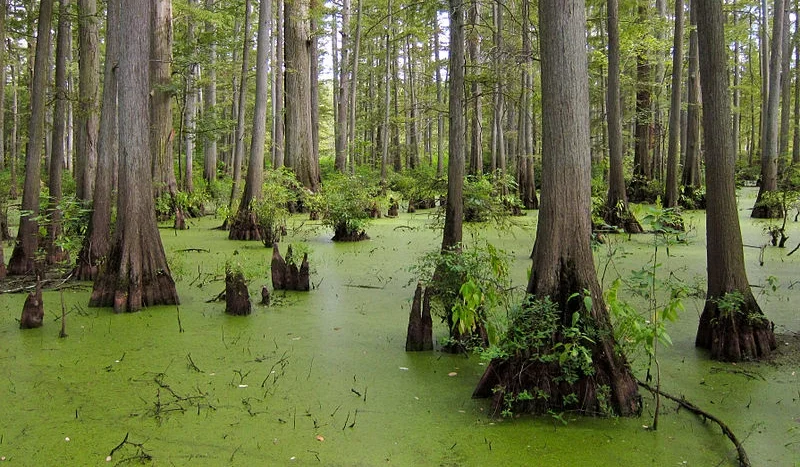 Cache River National Wildlife Refuge. 