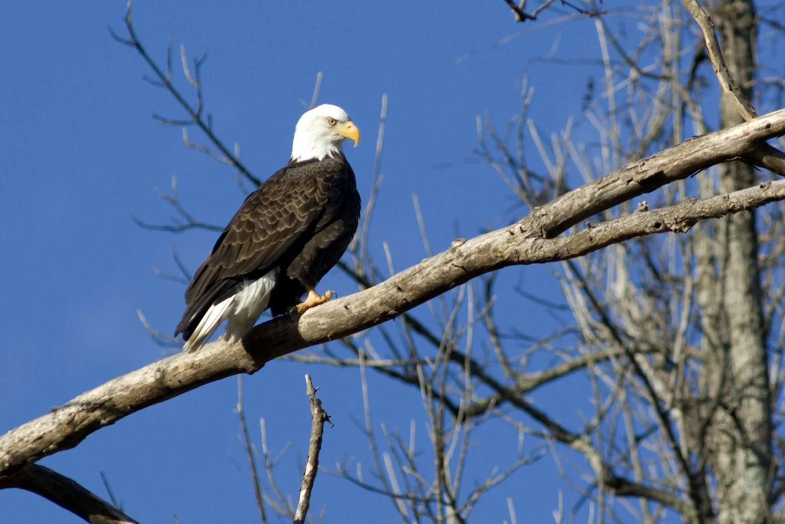 Bald eagles (like this one on Bull shoals lake) are one of arkansas' most well-known birds.