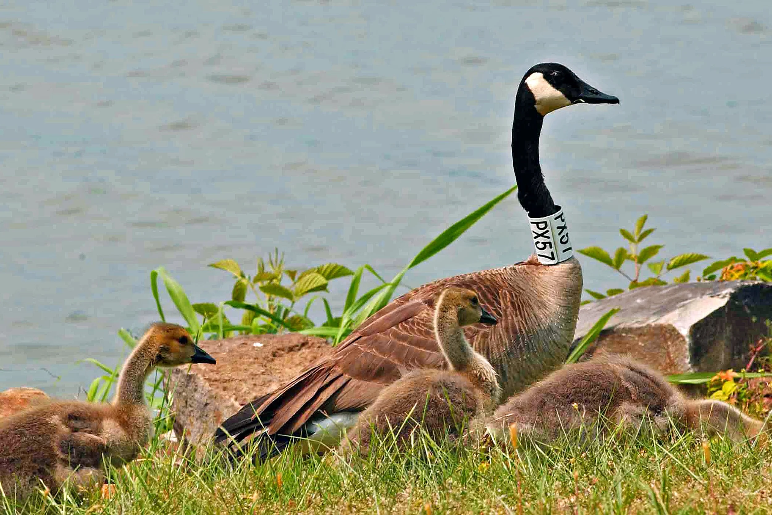 Migratory birds such as these Canada geese use bodies of water like lake Dardanelle as rest stops along their journey.