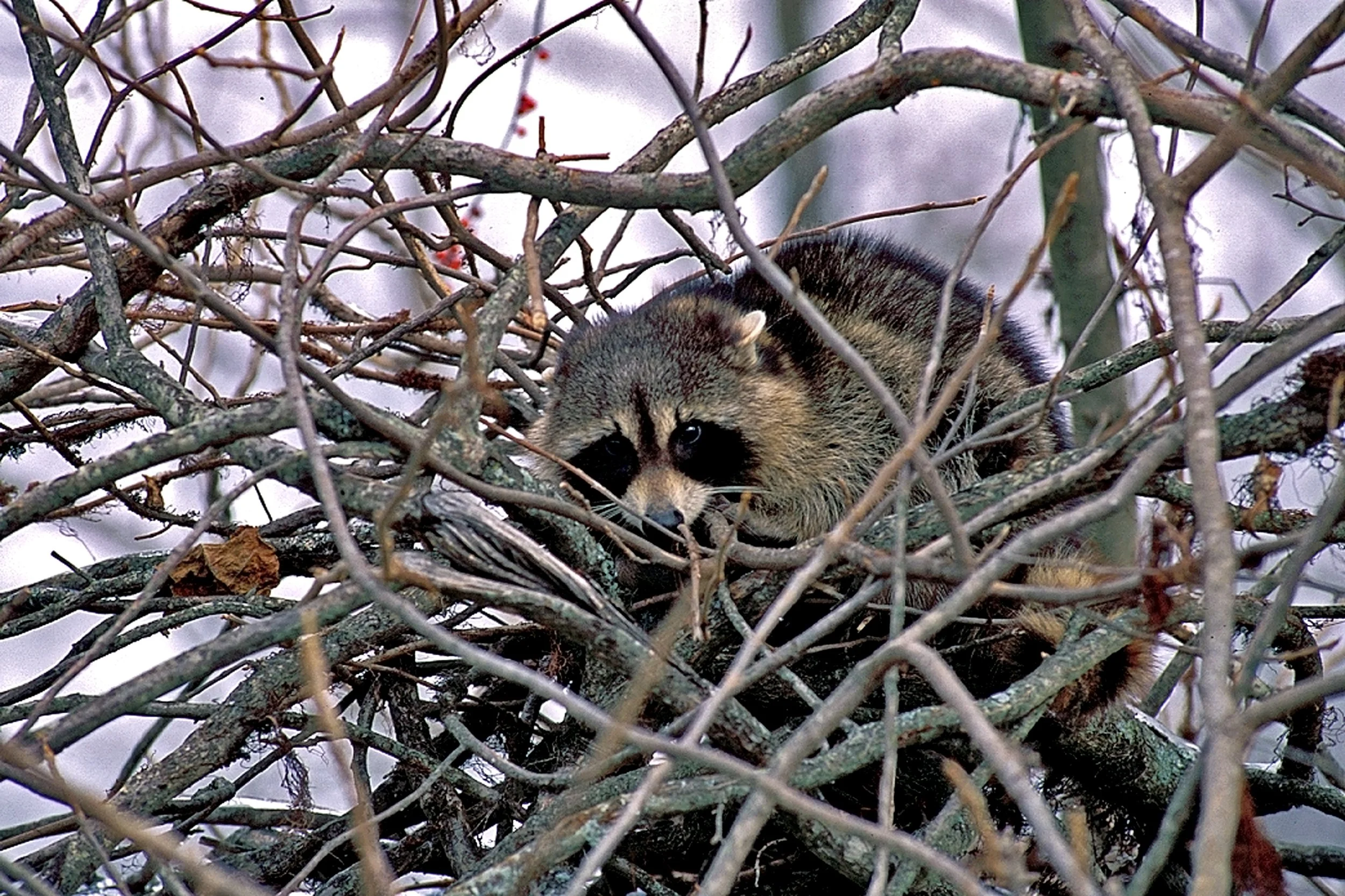 raccoons are generally nocturnal, but can sometimes be spotted by sharp-eyed paddlers.