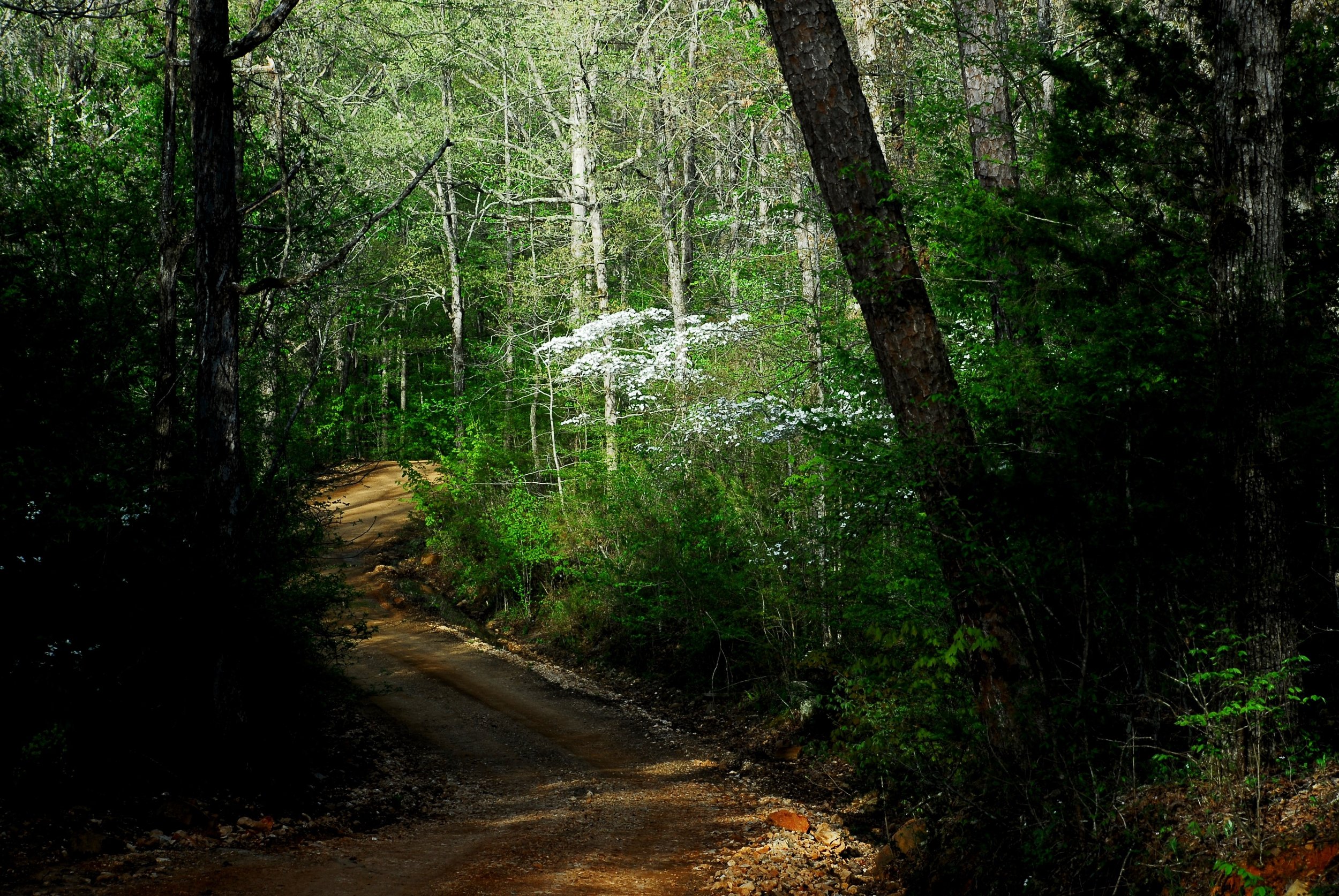 The deep woods surrounding the Meadowcreek Project near Fox provide some of Arkansas’ best forest bathing opportunities.