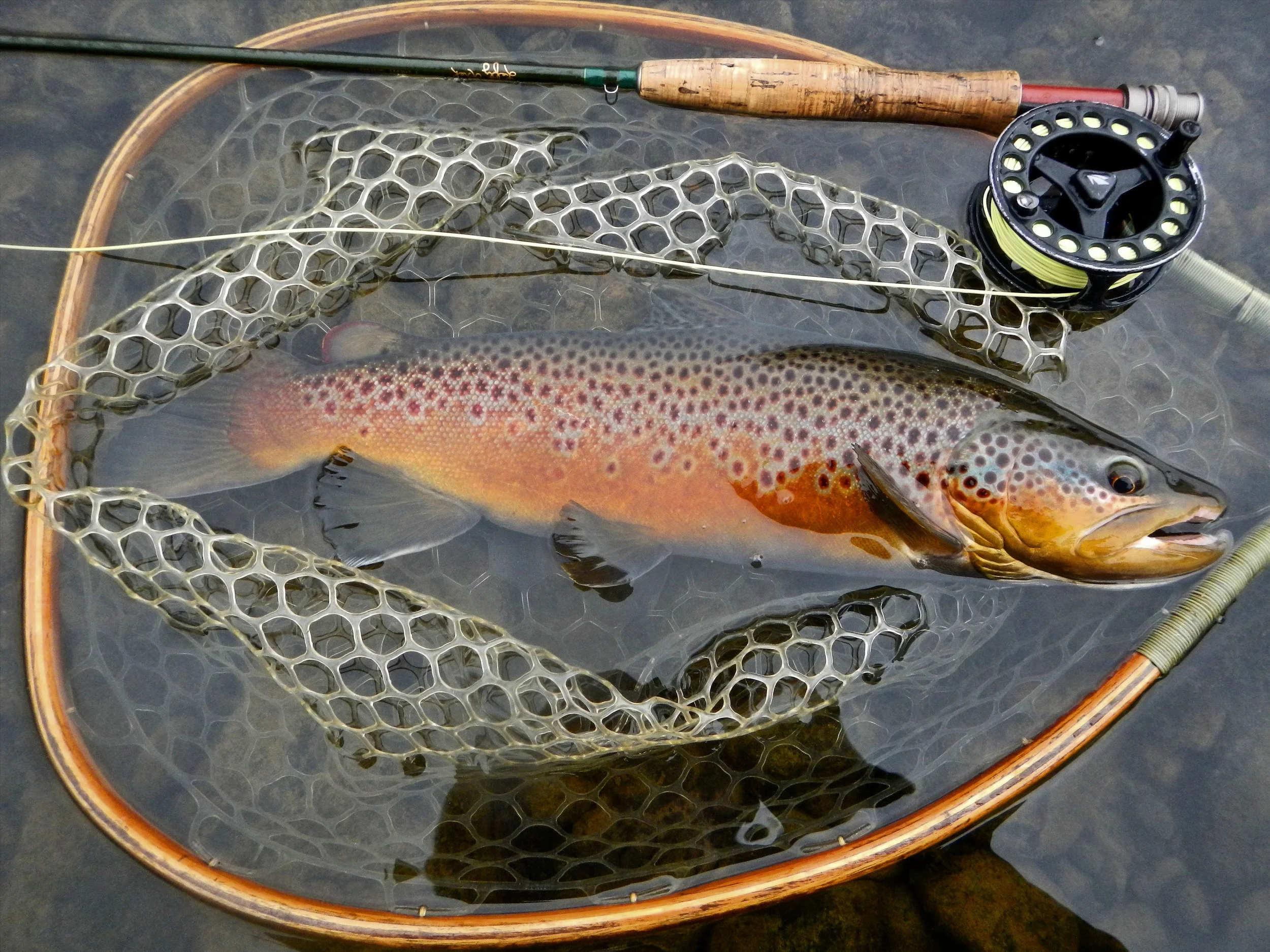 Seaton’s clients, WHO range from age 5 to age 85, line up TO catch beauties like this one.