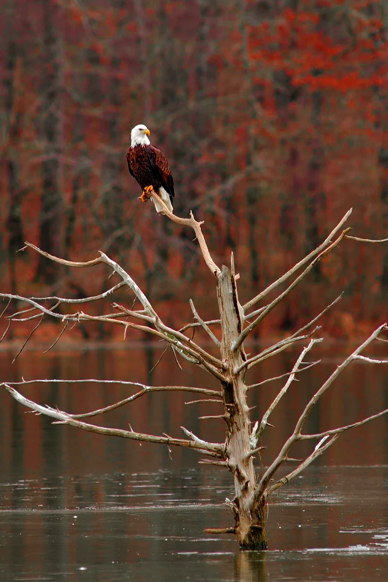Bald eagles are just one of the many species of birds found here.