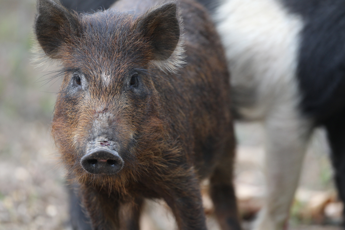 _Feral-Hogs--81928.jpg