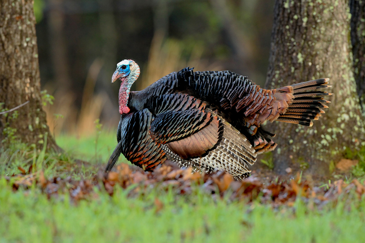 Turkey-(5).jpg