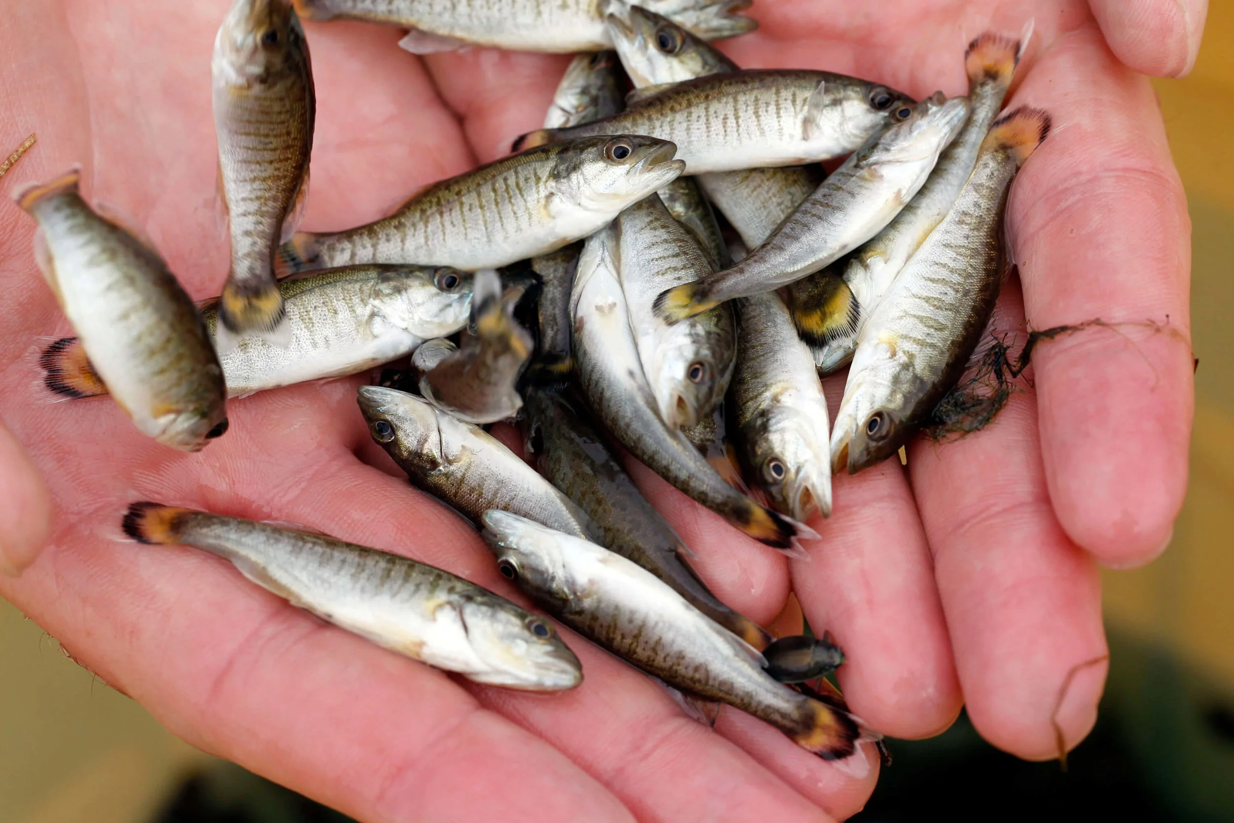 Fish Culture in Arkansas — Arkansas Wild