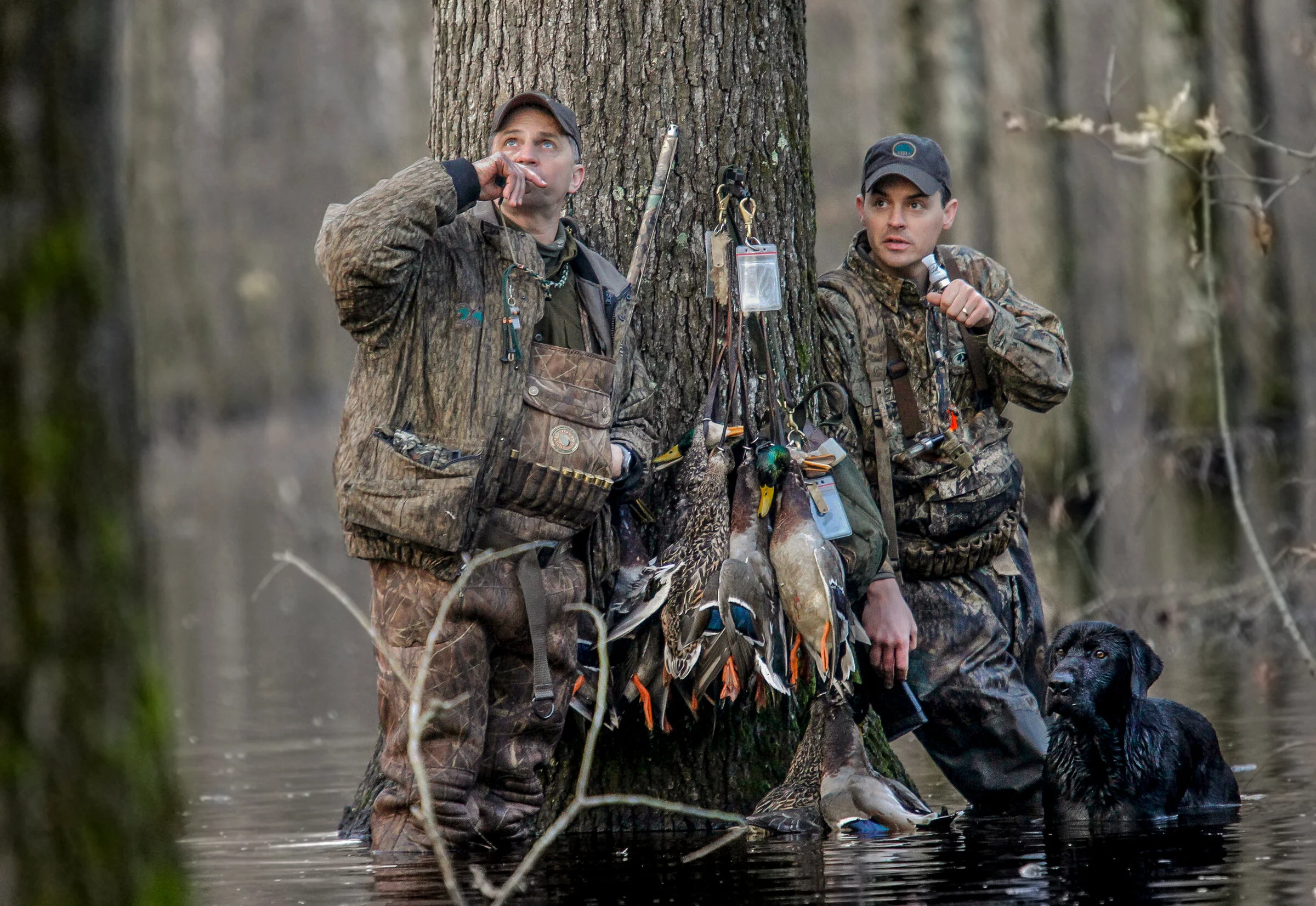 Aim Higher — Arkansas Wild