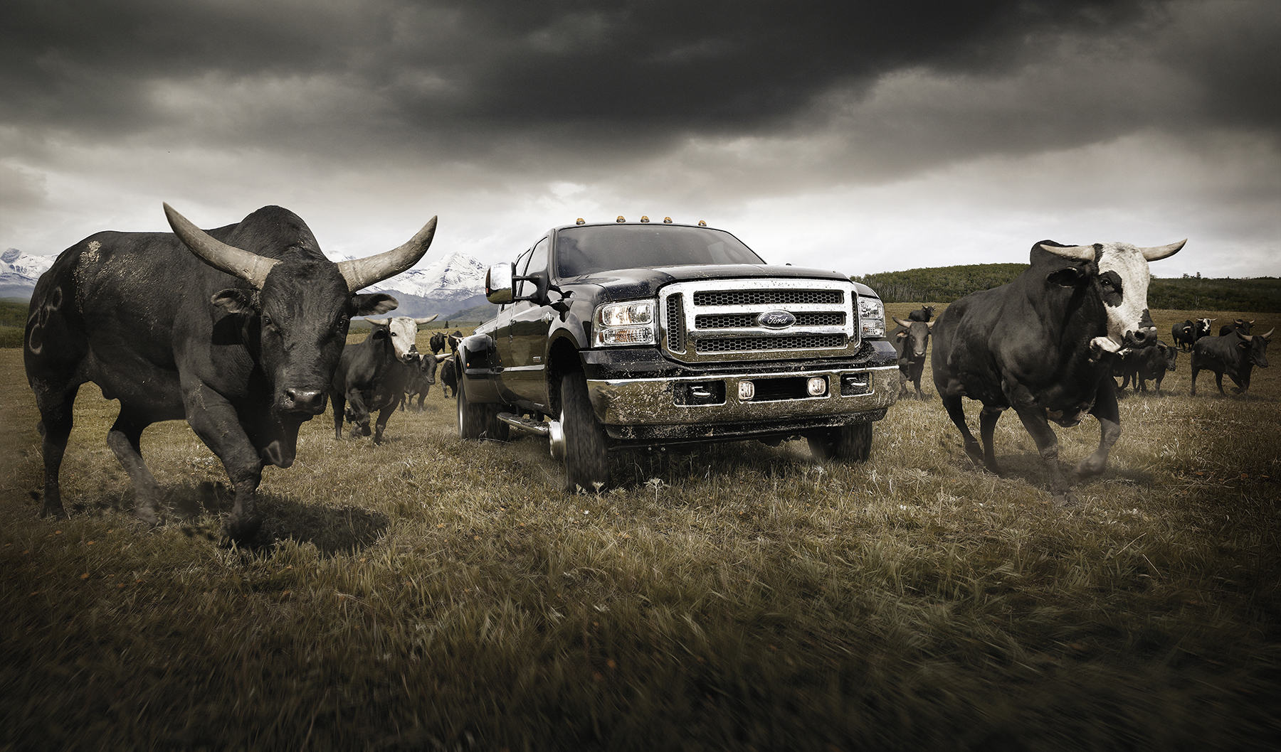 8170_Ford_Bulls_01.jpg